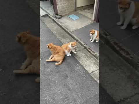 人懐っこい猫🐈#2 #Shorts