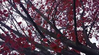 LEAFLENS:RED.ASMRAMBIANCE.Gloria Wimberley #NATURE #AUTUMN #RED #LEAVES