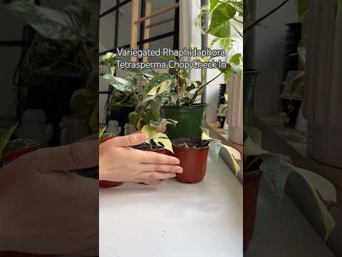 Variegated Plant Chop#shorts #garden #indoorplants #diy #propagation #plantcare #houseplants #plants