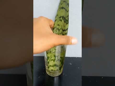 Snake Plant Propagation by Leaf Cuttings in Water.after 60 days#Shorts