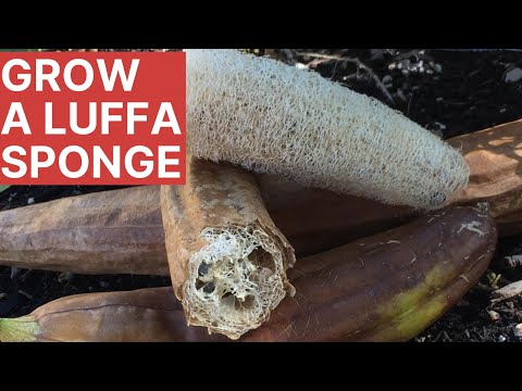 Luffa Sponge Doesn't Come From The Ocean!