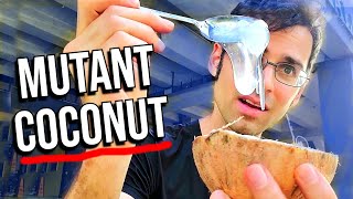 What a mutant coconut tastes like - MACAPUNO