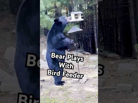 Curious Bear Plays With Bird House In Backyard