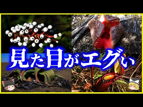 【ゆっくり解説】この世のものとは思えない⁉️「見た目がヤバい」植物10選を解説