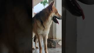 #GermanShepherd #Doglover #India #Covid #stayhomestaysafe #COVID-19 #World #Pandemic