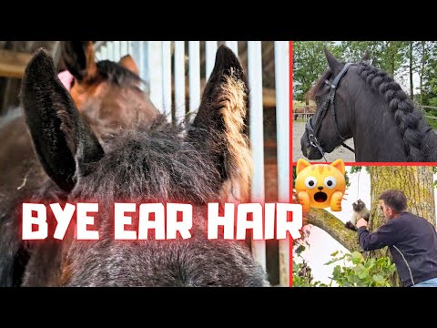 Before the foal inspection | Mares and foals in the pasture | Rescue the cat | Friesian Horses