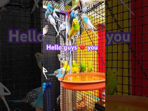 #friends #birds #animallover #beautiful #love #shortfeed #shortvideo #viralvideo #happy #enjoy #pets