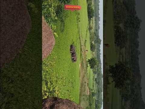 Elephants Inside Paddy field #elephant #elephants #paddyfield #hati #elephantelephant #elephantreels