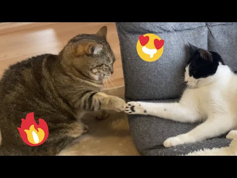 😂 Funniest Cats and Dogs Videos 😺🐶 || 🥰😹 Hilarious Animal Compilation №490