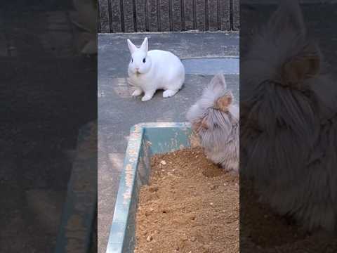 うさぎ❤️素晴らしいアイラインのうさぎさん🥰 #おもしろ #動物 #五月山動物園 #shorts