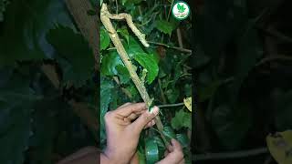 Grafting of hibiscus plant  #graftingtechniques #grafting_idea #grafting #hibiscus #viral #gardening