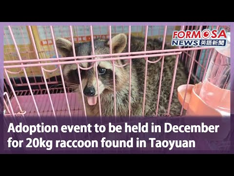 Adoption event to be held in December for 20kg raccoon found in Taoyuan｜Taiwan News