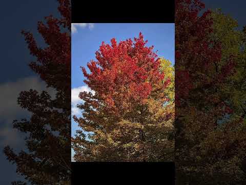 Fall Colors Washington DC #fall #nature #autumn #shorts #travel #fallcolors #flowers #tree #plants