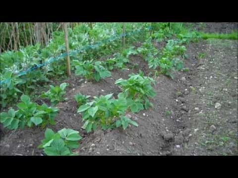 How to Grow Potatoes