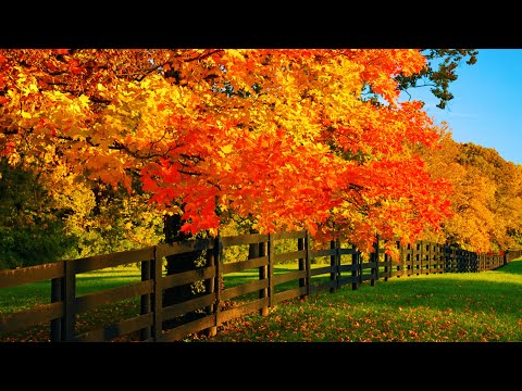 Acoustic Chill Instrumental Folk Music, Chill Folk Music "First Autumn Leaves" by Open Road Folk