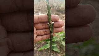 Easy And Simple Technique How To Grafting Mango Tree At Home #shorts #mangografting