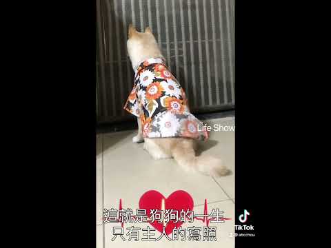 忠心柴犬門口等姊姊進門 / 聰明柴犬會算時間準時等主人￼