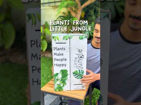 Safest plant packing method 👍🏼by little jungle #ytshorts #plantshopping