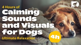 4 Hours of Relaxing Sounds and Scenes for Dogs | Calming Music to Keep Your Dog Happy and Relaxed