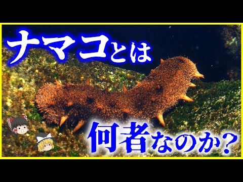 【ゆっくり解説】進化の末に脳も目も心臓すらない…⁉️ナマコとは何者なのか？を解説/実は毒持ち⁉️脅威の再生術と護身術