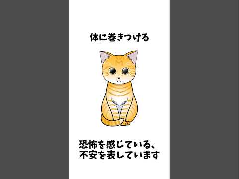 【1分雑学】猫のしっぽに関する雑学#shorts #猫