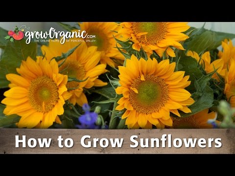 How To Grow Organic Sunflowers