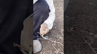 Grape Grafting 🍇 | Bench Grape Grafting # best grafting technique # grapeking#farmerlife