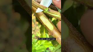 Grafting Technology Explosive🪴 #graftingskills #treehouse #grafting #plantlover