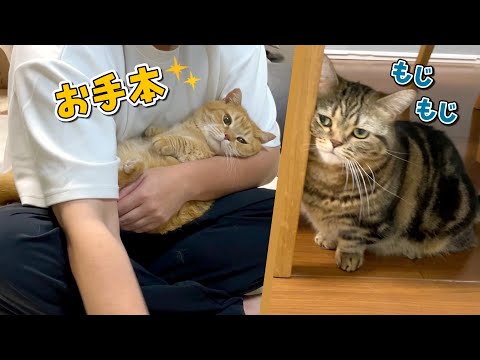 ツンデレ猫を触ろうとしたら甘えん坊のプロがお手本を見せてくれました！