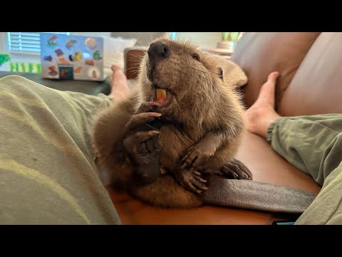 Raising a Beaver in My House (2 Month Update)