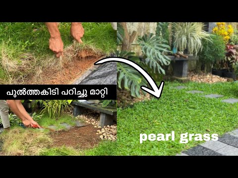 പുൽത്തകിടി മുഴുവൻ പറിച്ചു മാറ്റി | ഇനി pearl grass കൊണ്ട്  പുൽത്തകിടി സെറ്റ് ചെയ്യാം  #lawn