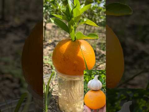 Orange🍊🍊 grow tricks with garlic🧄🧄 #fruit #orange #gardening