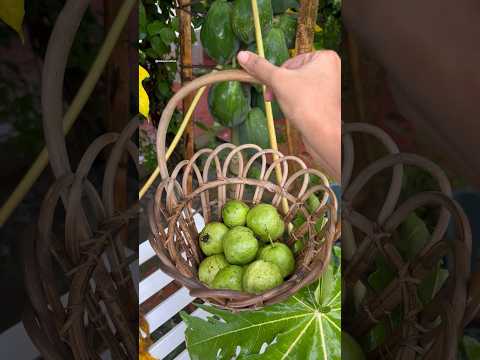 That was a great guava harvest 🍐 #guava #gardening #harvest #harvesting #shorts #shortsfeed #viral