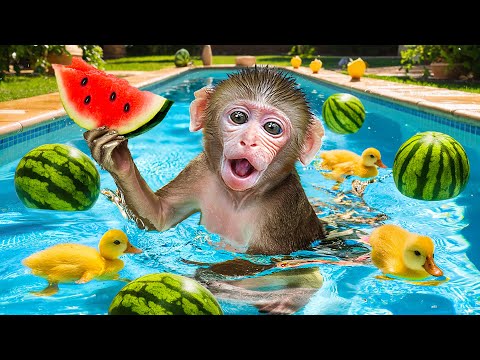 KiKi Monkey eats Coolest Watermelon and goes swimming at summer pool | KUDO ANIMAL KIKI