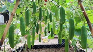 How to grow Cucumbers vertically, extremely lots of fruit, Growing cucumbers