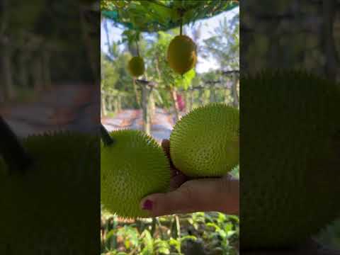 ഇനി തോരന് വേണ്ടി  GAC FRUIT #livekerala #gardening #tropicalfruit #krishitipsmalayalam #gac