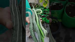 Growing Chichinga: A Garden’s Green Treasure