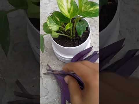 Hanging plant ideas| How to make amazing pots| Hanging plants#shorts#Indoorplant