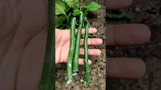 Easy And Simple Method Growing Tree From Cutting At Home #shorts #youtubeshorts #growingtree #plants