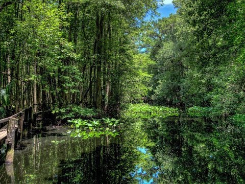 Observe Wildlife From Ancient Trails at Highlands Hammock State Park