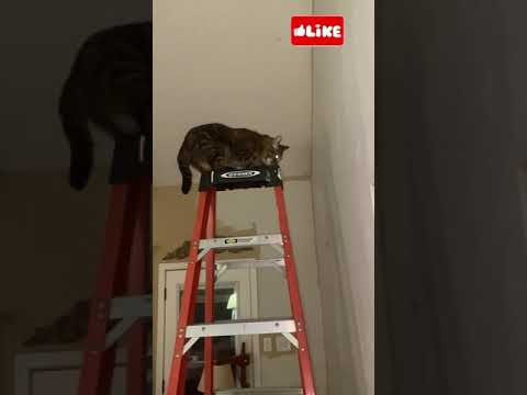 Cute Kitty can’t figure out how to get down off the ladder 🐈Please like & subscribe #shorts #cats