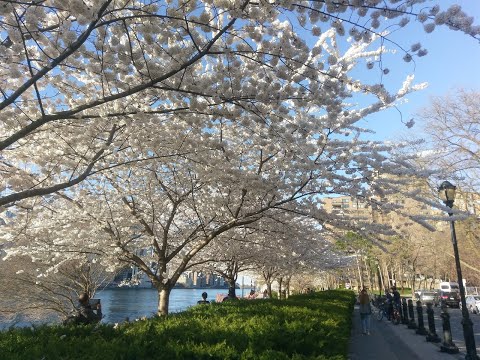 (ENG SUB) 紐約羅斯福島櫻花季節 纜車蜘蛛人大戰綠惡魔場景高級住宅八角大樓竟是 1828 年人避之唯恐不及的地方全球頂尖的創新研發中心也在這裏 Roosevelt Island Cherry