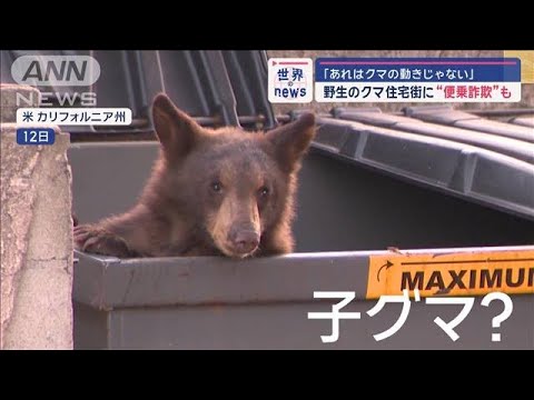 「あれはクマの動きじゃない」 野生のクマ出没相次ぎ…“便乗詐欺”も【スーパーJチャンネル】(2024年11月15日)