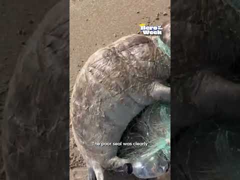 🦭Baby Seal Entangled in Fishing Net Rescued🛟 | Hero of the Week