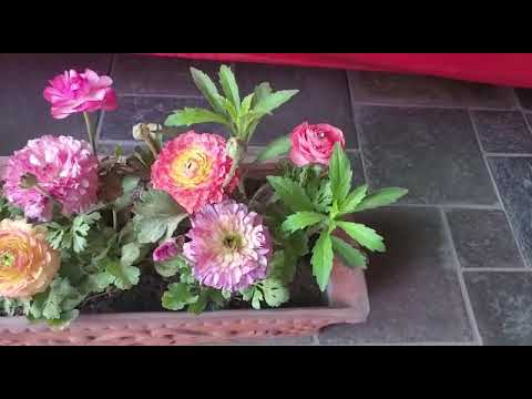 ranunculus flower|| winter flower || easy to grow