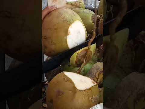 aggressive coconut cutter Asmr #satisfying #coconut #bukojuice #streetfood #youtubeshorts #Gatchie