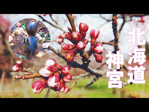 札幌に移住してみた#02 | 北海道神宮の桜とリス