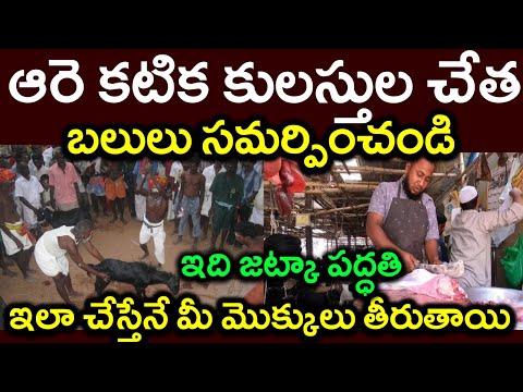 ఆరె కటిక కులస్తుల చేత|\బలులు సమర్పించండి||ఇది జట్కా పద్ధతి|| ఇలా చేస్తేనే మీ మొక్కులు తీరుతాయి#