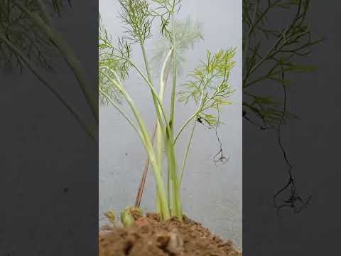 #shortvideo #subscribe #gardening