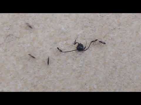 Team of ants carry a larger insect away